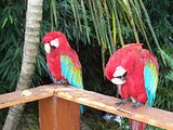 Parrots.jpg image by lightrae